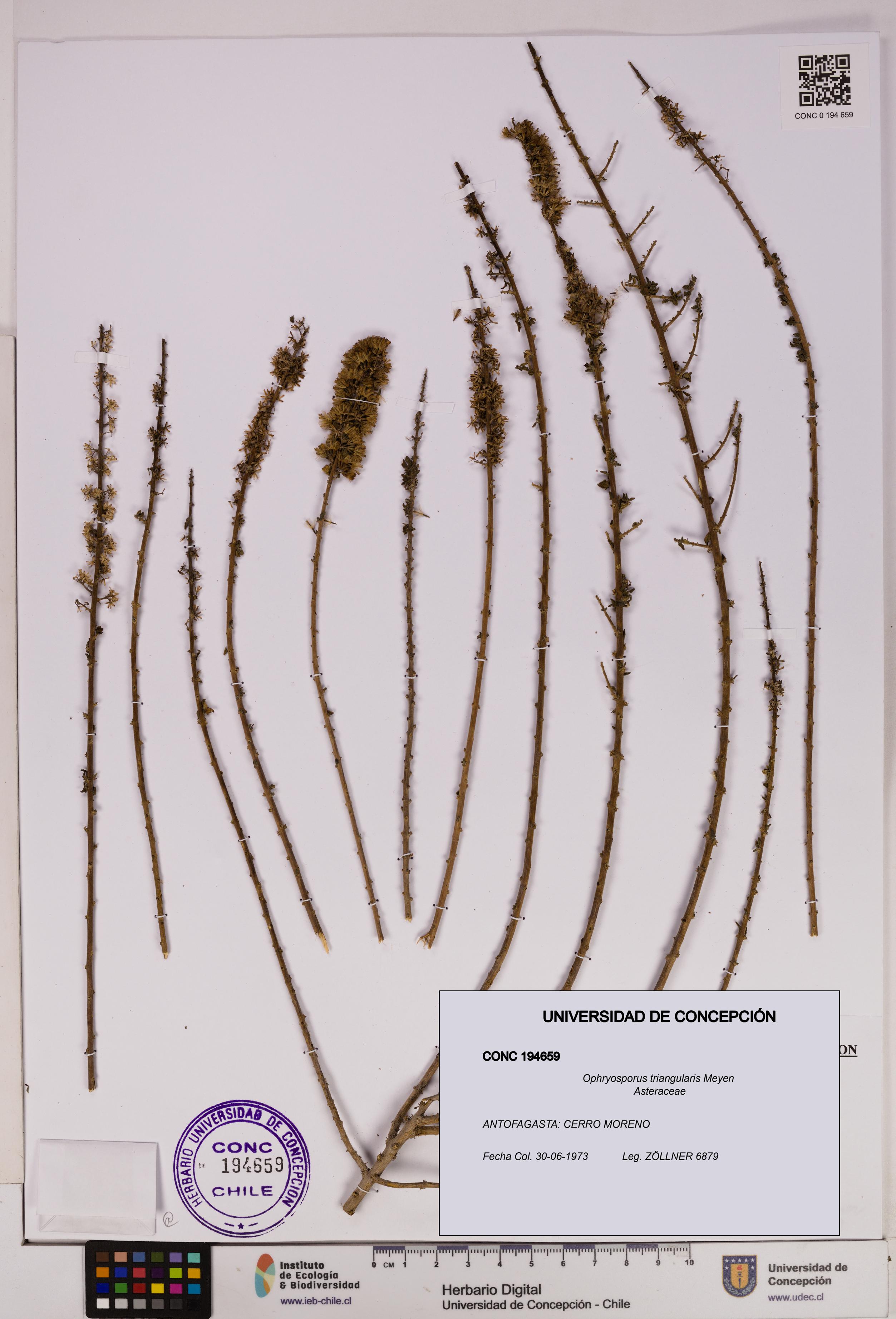 Ophryosporus triangularis [Espécimen: UDEC:CONC:0194659]