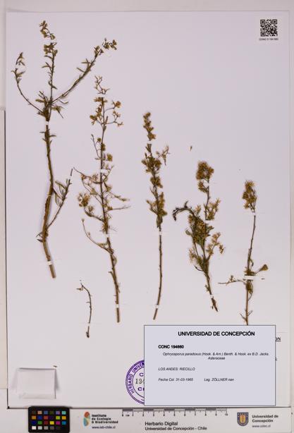 Ophryosporus paradoxus [Espécimen: UDEC:CONC:0194660]