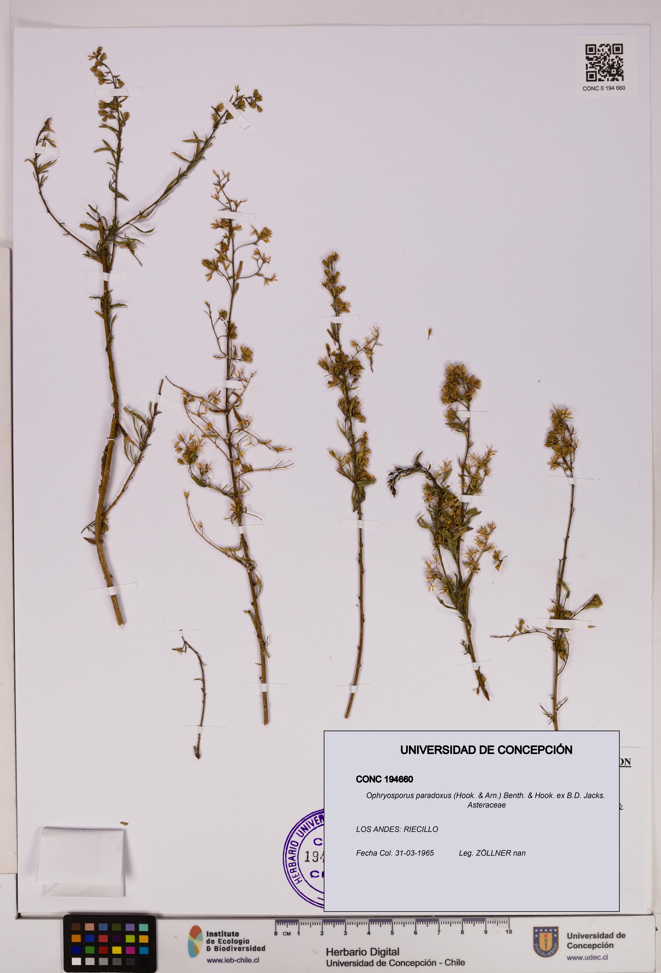 Ophryosporus paradoxus [Espécimen: UDEC:CONC:0194660]