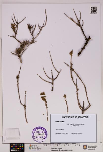 Ophryosporus triangularis [Espécimen: UDEC:CONC:0194662]