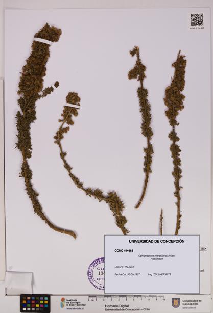 Ophryosporus triangularis [Espécimen: UDEC:CONC:0194663]
