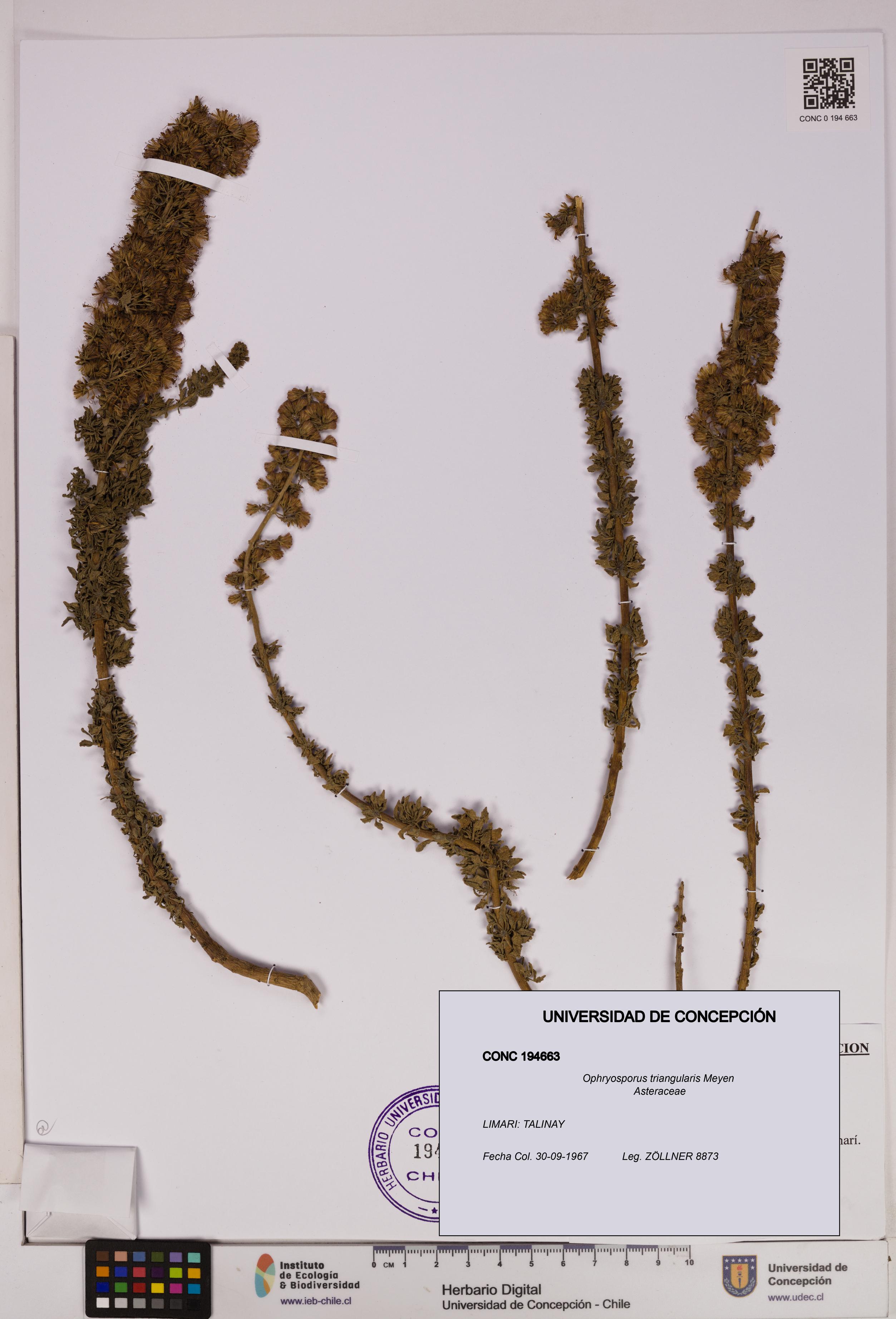 Ophryosporus triangularis [Espécimen: UDEC:CONC:0194663]