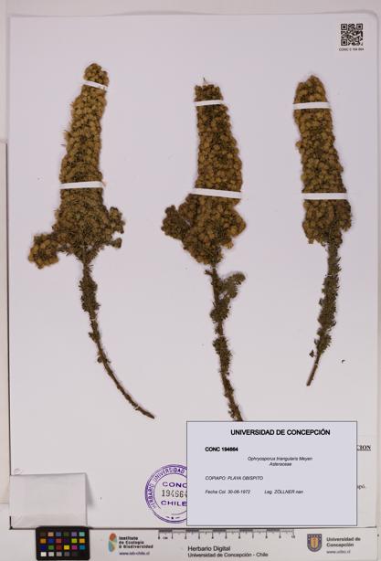 Ophryosporus triangularis [Espécimen: UDEC:CONC:0194664]