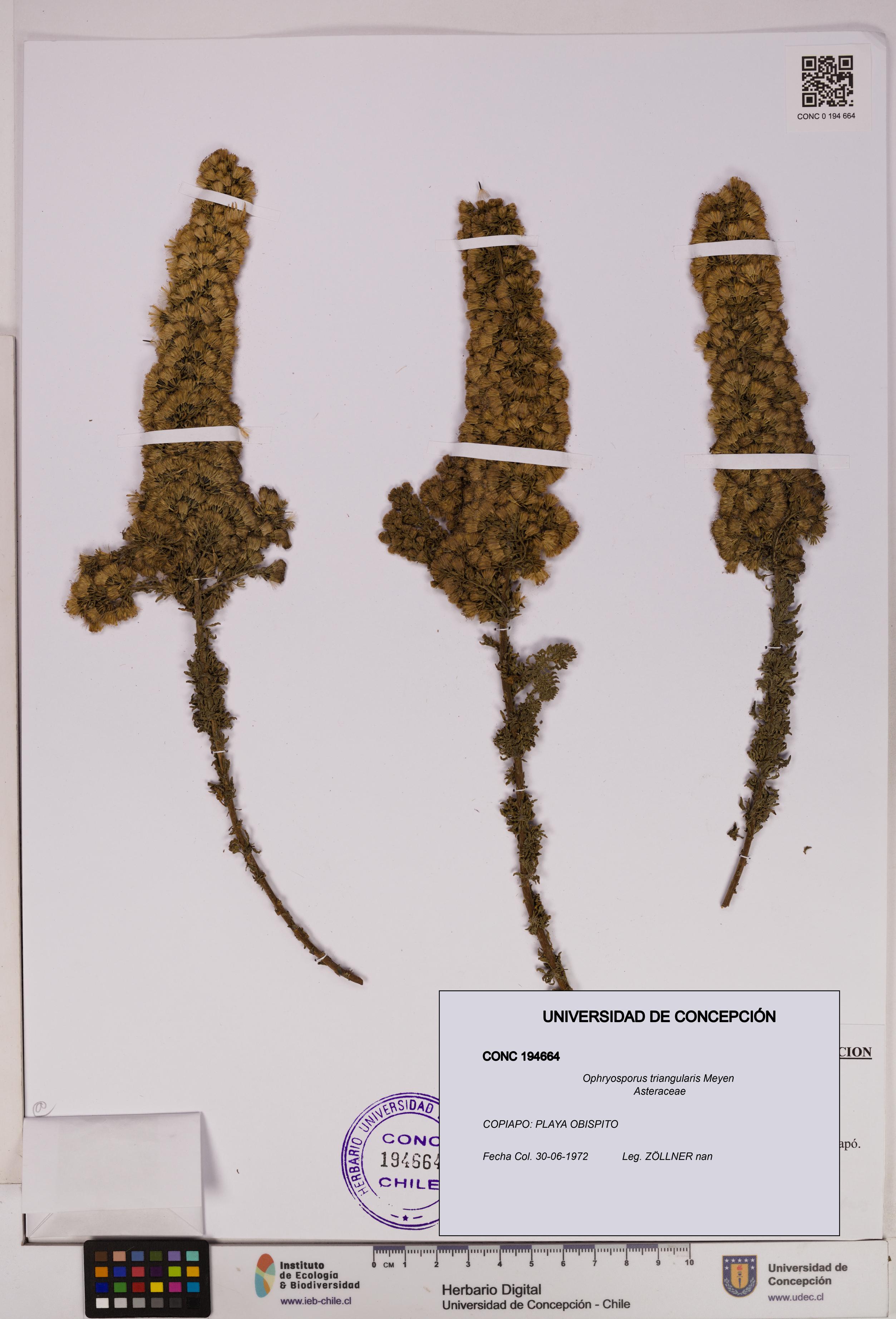 Ophryosporus triangularis [Espécimen: UDEC:CONC:0194664]