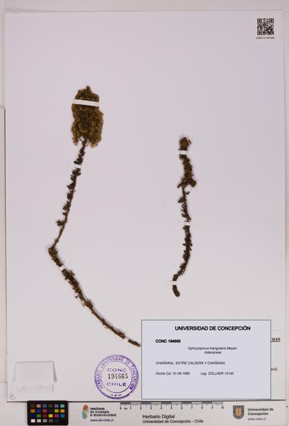 Ophryosporus triangularis [Espécimen: UDEC:CONC:0194665]