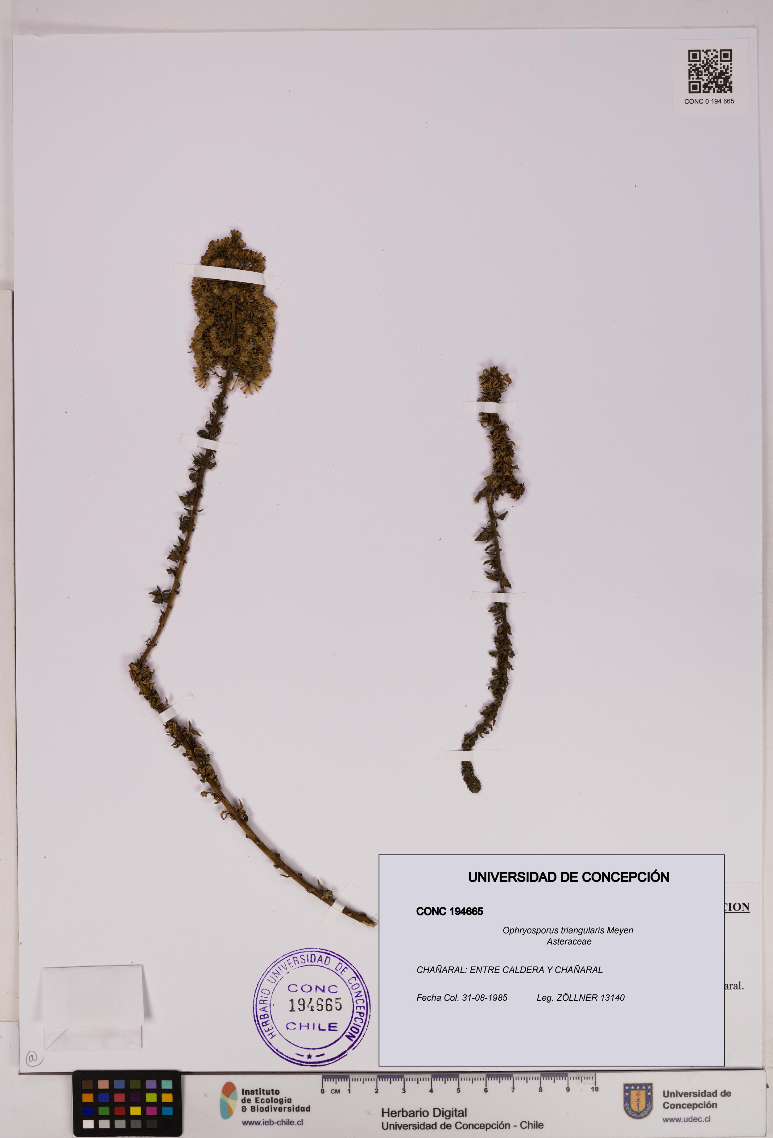 Ophryosporus triangularis [Espécimen: UDEC:CONC:0194665]