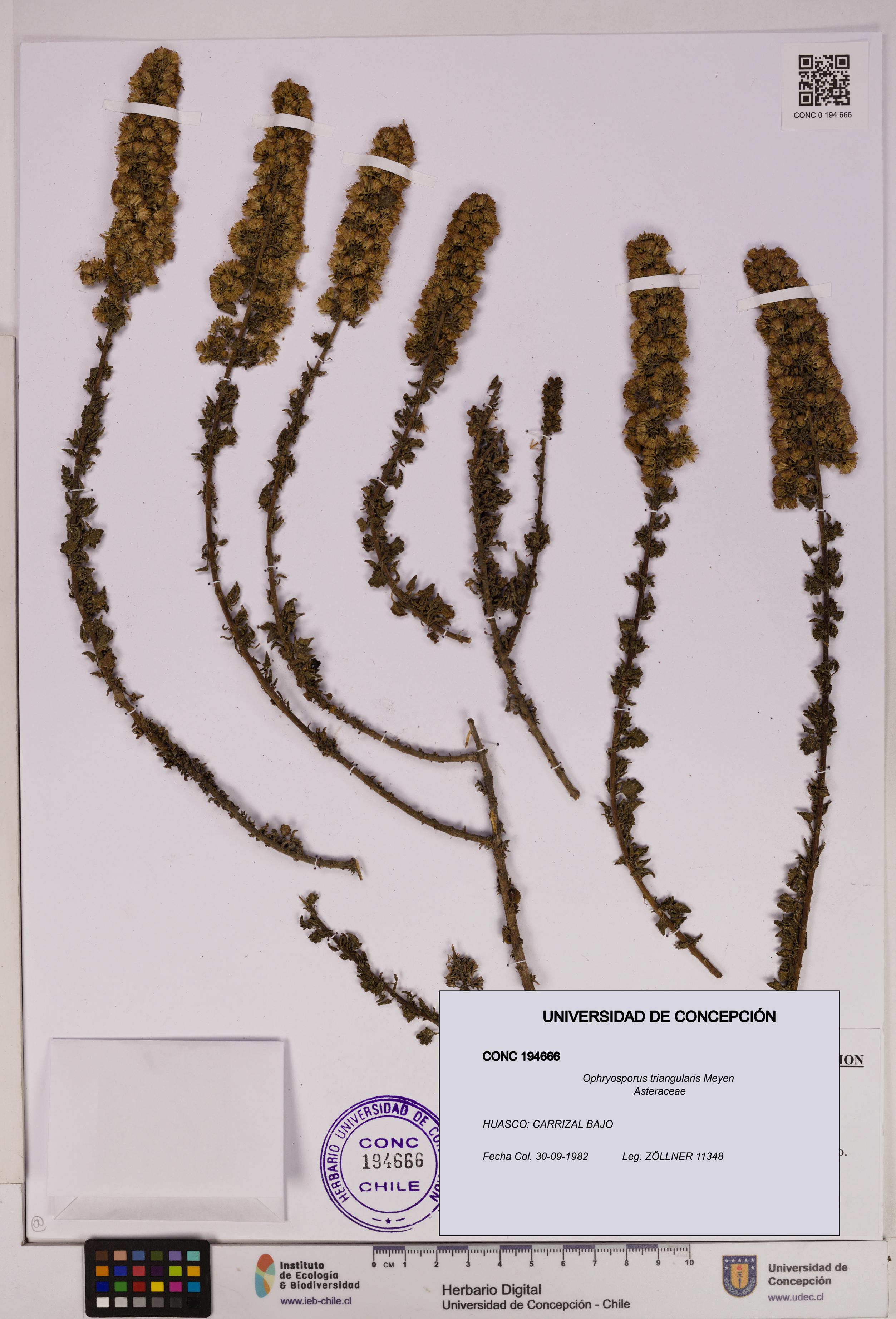 Ophryosporus triangularis [Espécimen: UDEC:CONC:0194666]