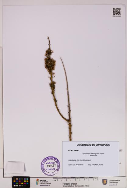 Ophryosporus triangularis [Espécimen: UDEC:CONC:0194667]