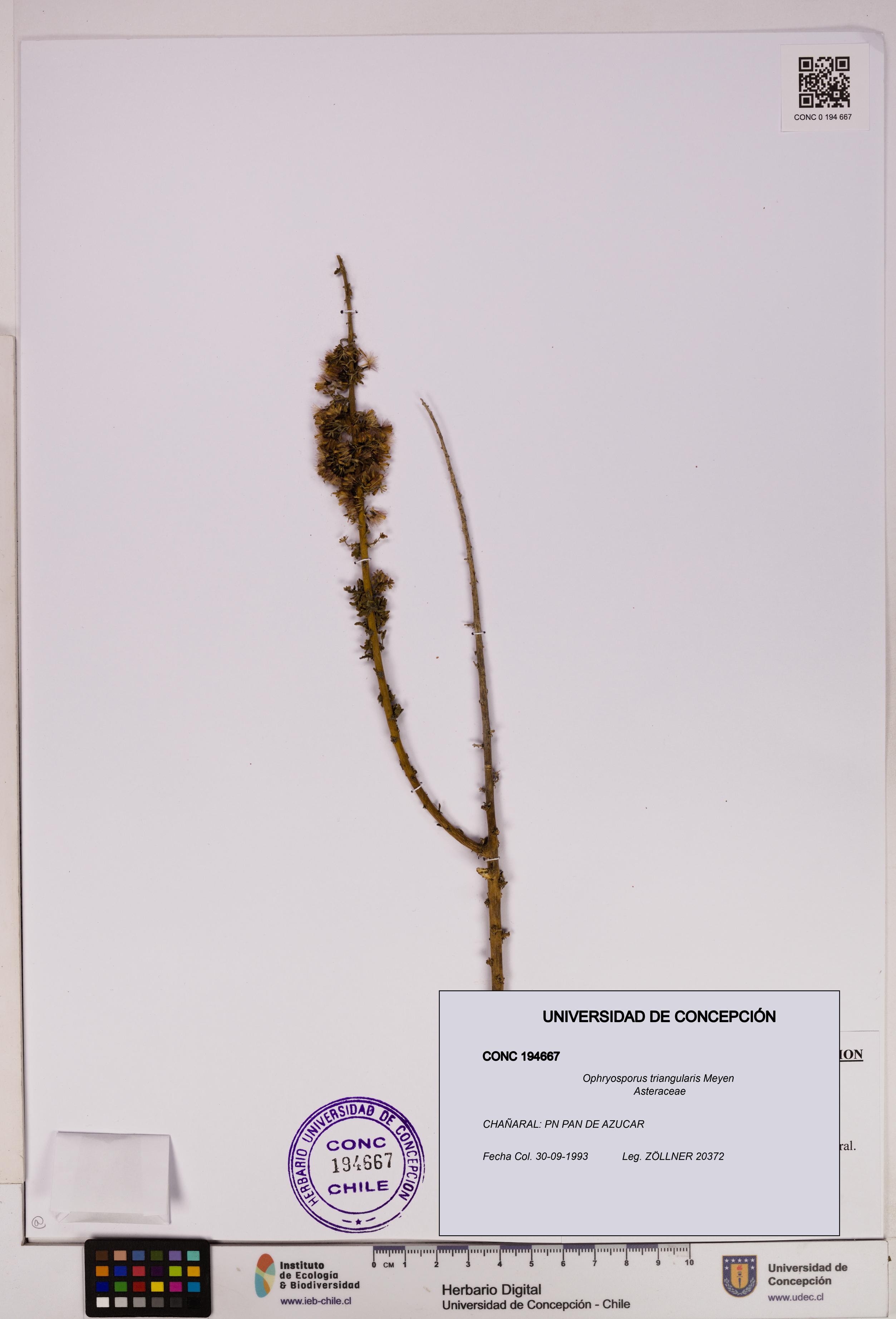 Ophryosporus triangularis [Espécimen: UDEC:CONC:0194667]