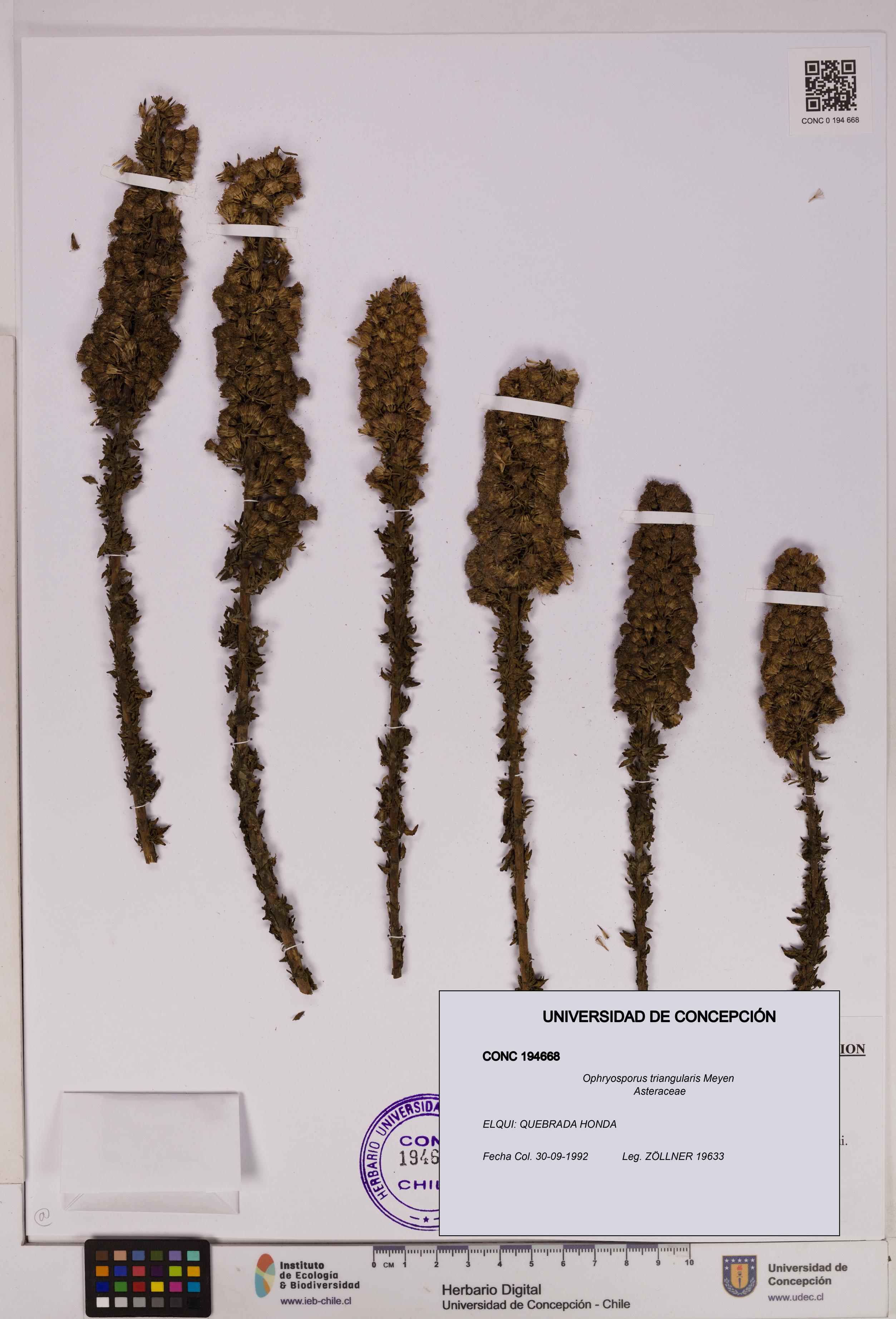 Ophryosporus triangularis [Espécimen: UDEC:CONC:0194668]