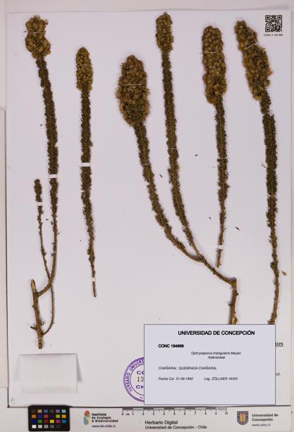 Ophryosporus triangularis [Espécimen: UDEC:CONC:0194669]