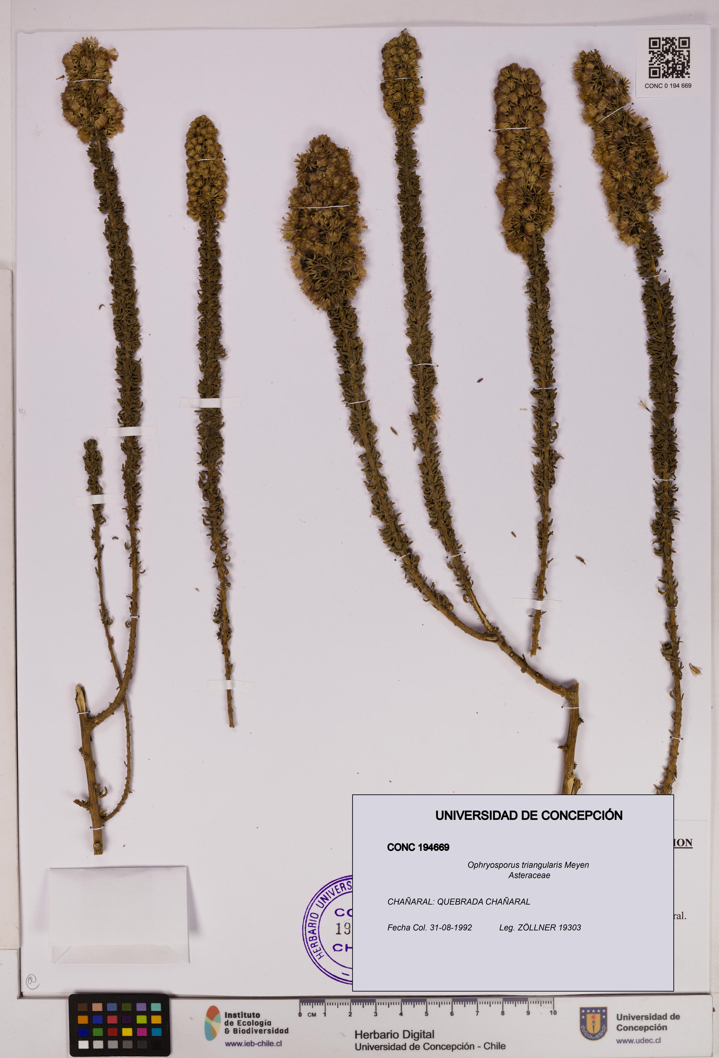 Ophryosporus triangularis [Espécimen: UDEC:CONC:0194669]