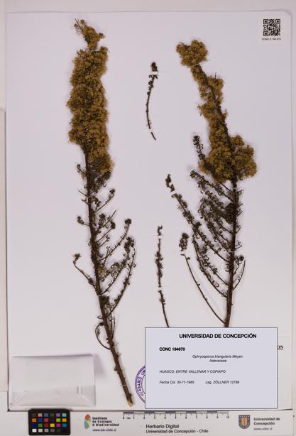 Ophryosporus triangularis [Espécimen: UDEC:CONC:0194670]