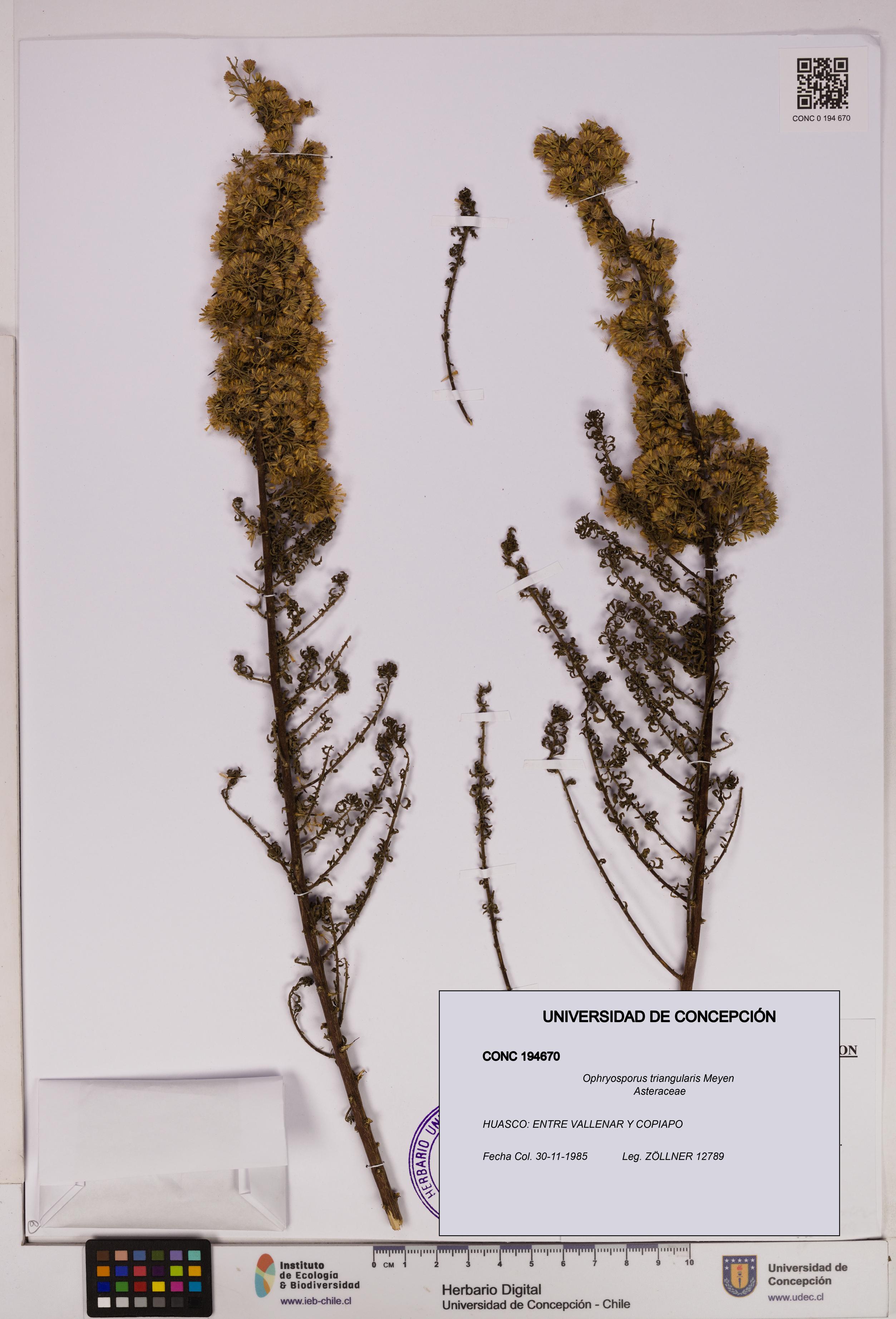 Ophryosporus triangularis [Espécimen: UDEC:CONC:0194670]