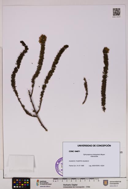 Ophryosporus triangularis [Espécimen: UDEC:CONC:0194671]