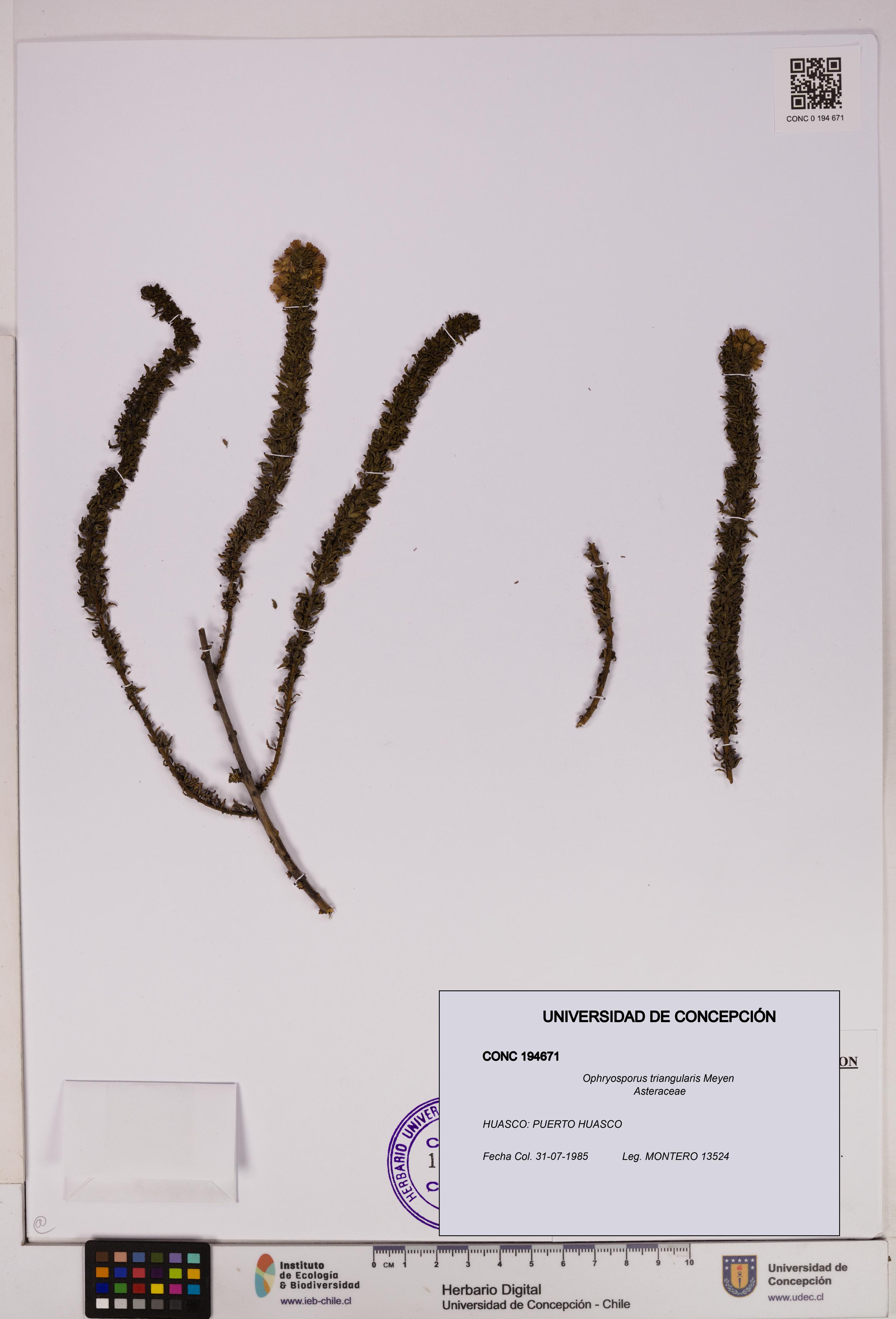 Ophryosporus triangularis [Espécimen: UDEC:CONC:0194671]