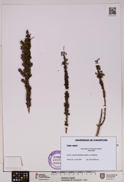 Ophryosporus triangularis [Espécimen: UDEC:CONC:0194672]