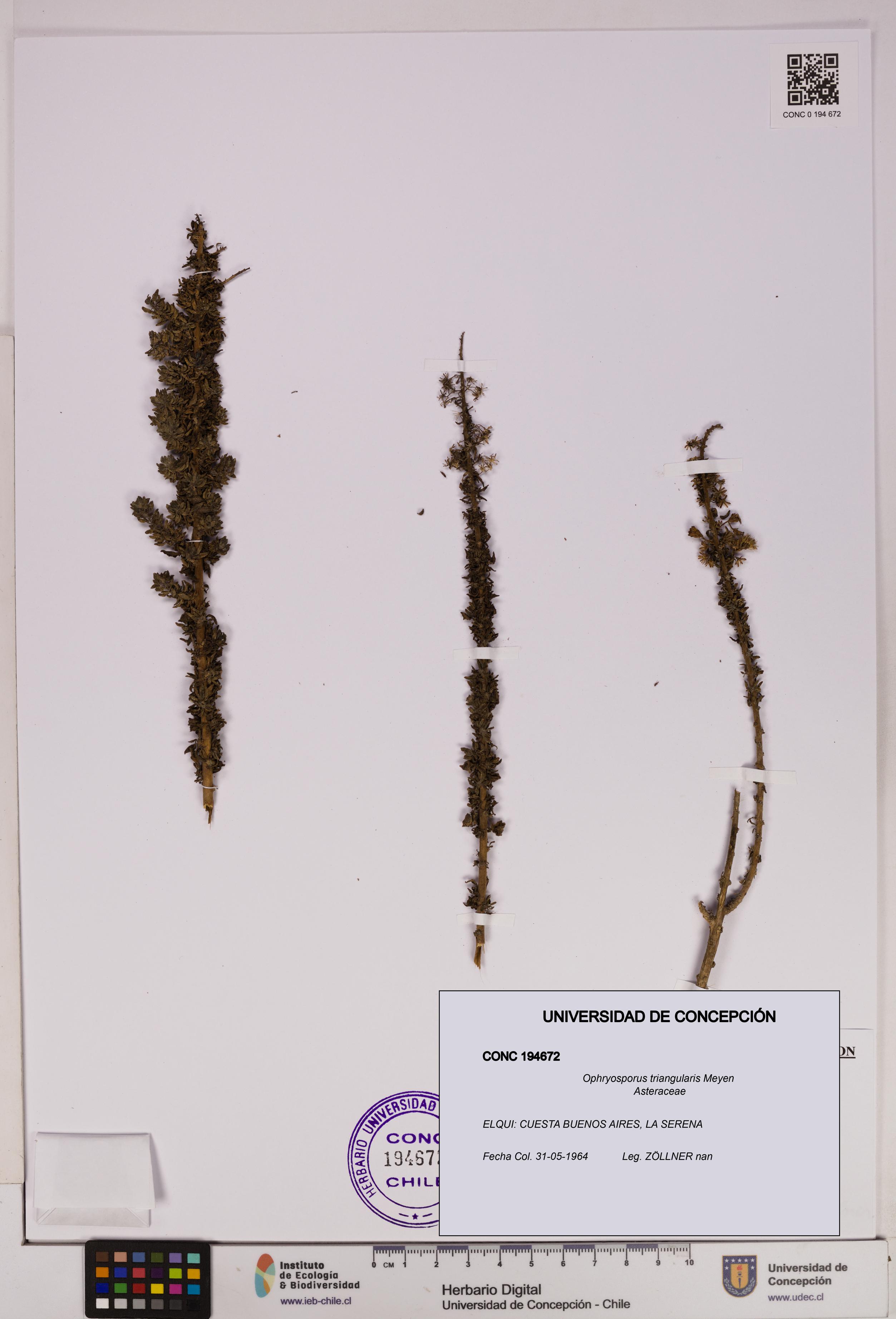 Ophryosporus triangularis [Espécimen: UDEC:CONC:0194672]