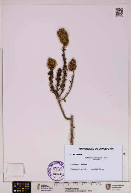 Ophryosporus triangularis [Espécimen: UDEC:CONC:0194673]