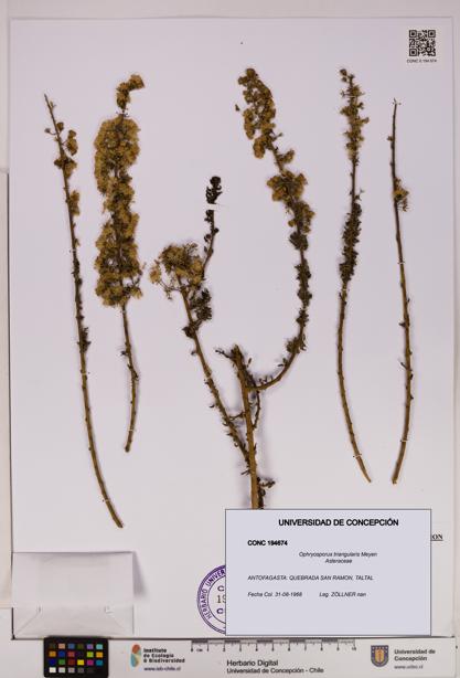 Ophryosporus triangularis [Espécimen: UDEC:CONC:0194674]