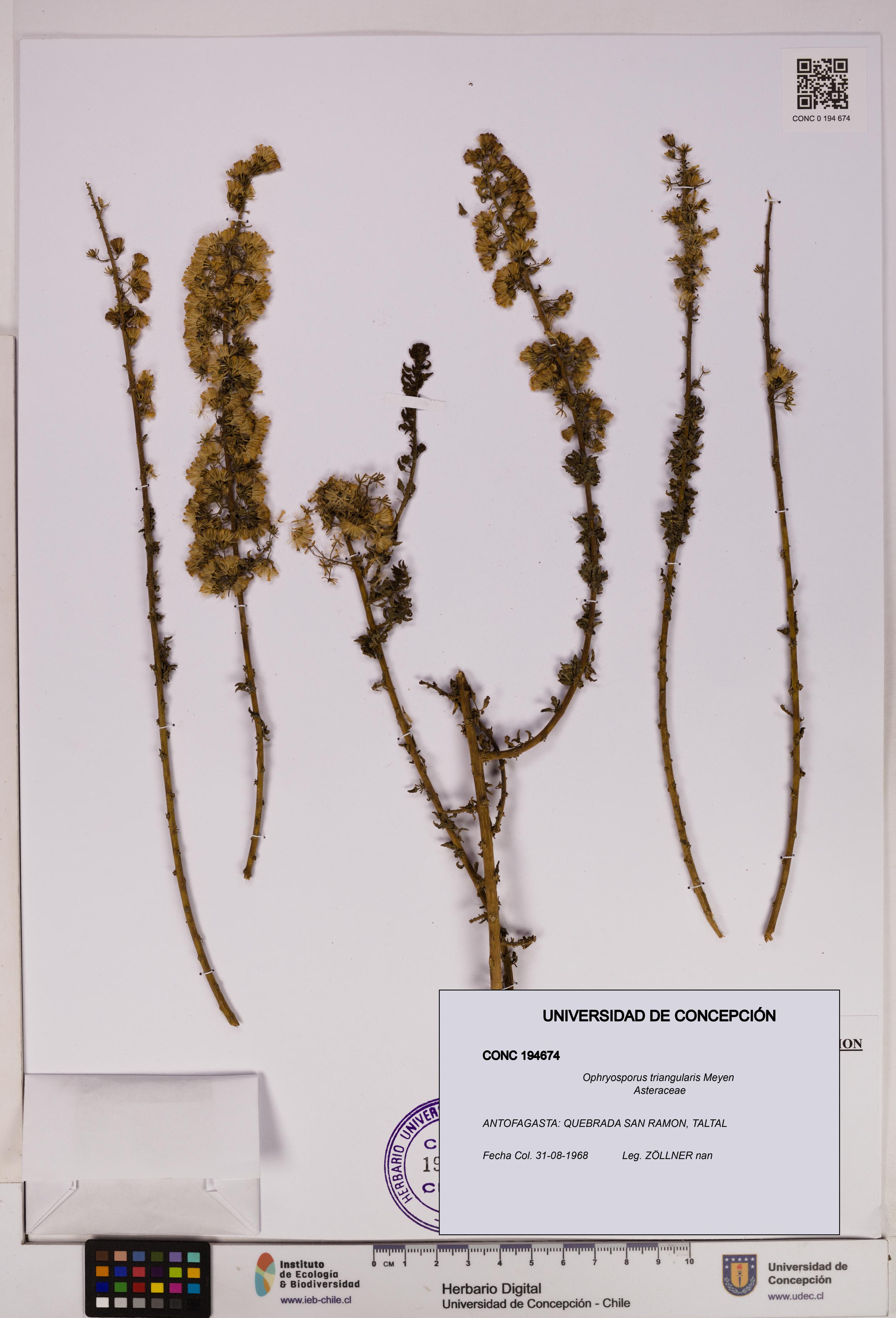 Ophryosporus triangularis [Espécimen: UDEC:CONC:0194674]