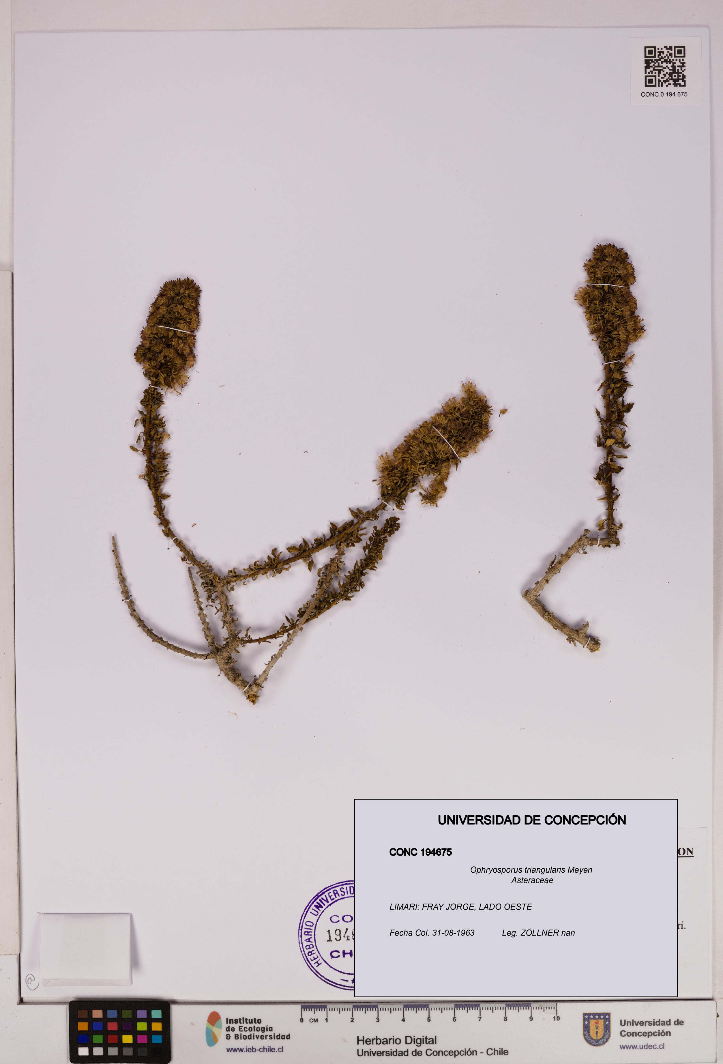 Ophryosporus triangularis [Espécimen: UDEC:CONC:0194675]