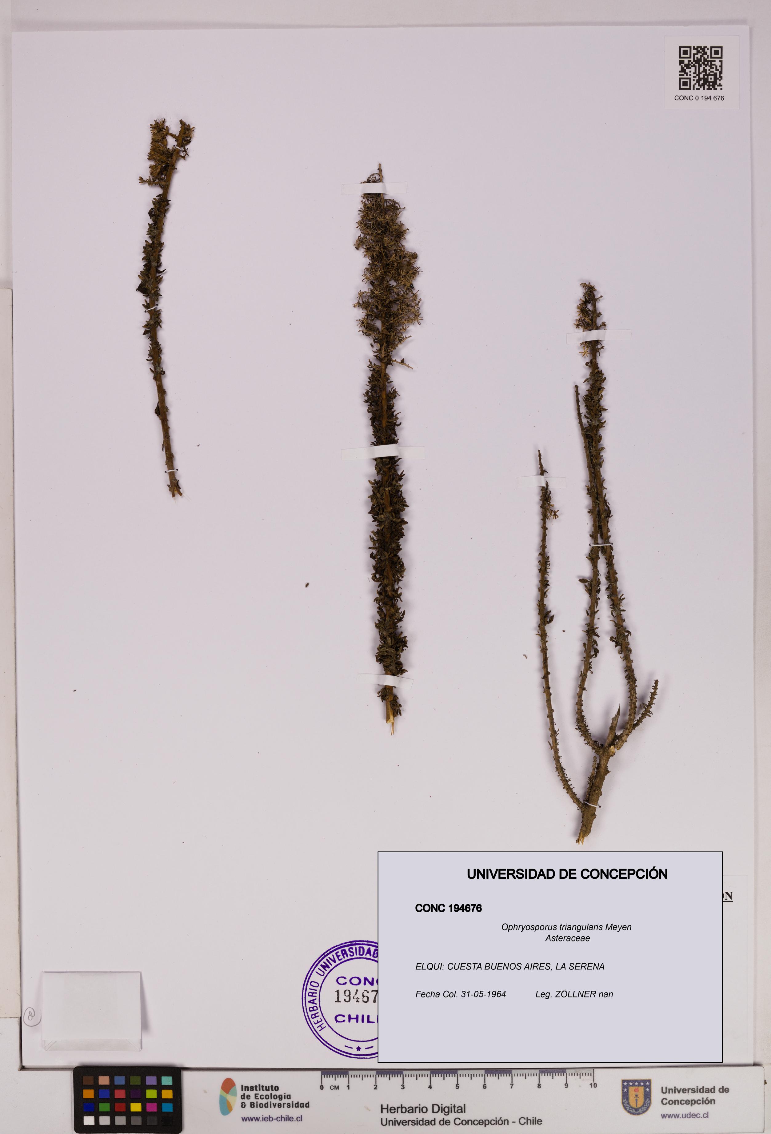 Ophryosporus triangularis [Espécimen: UDEC:CONC:0194676]