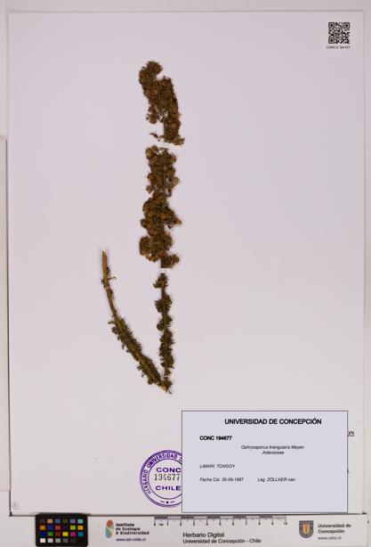 Ophryosporus triangularis [Espécimen: UDEC:CONC:0194677]