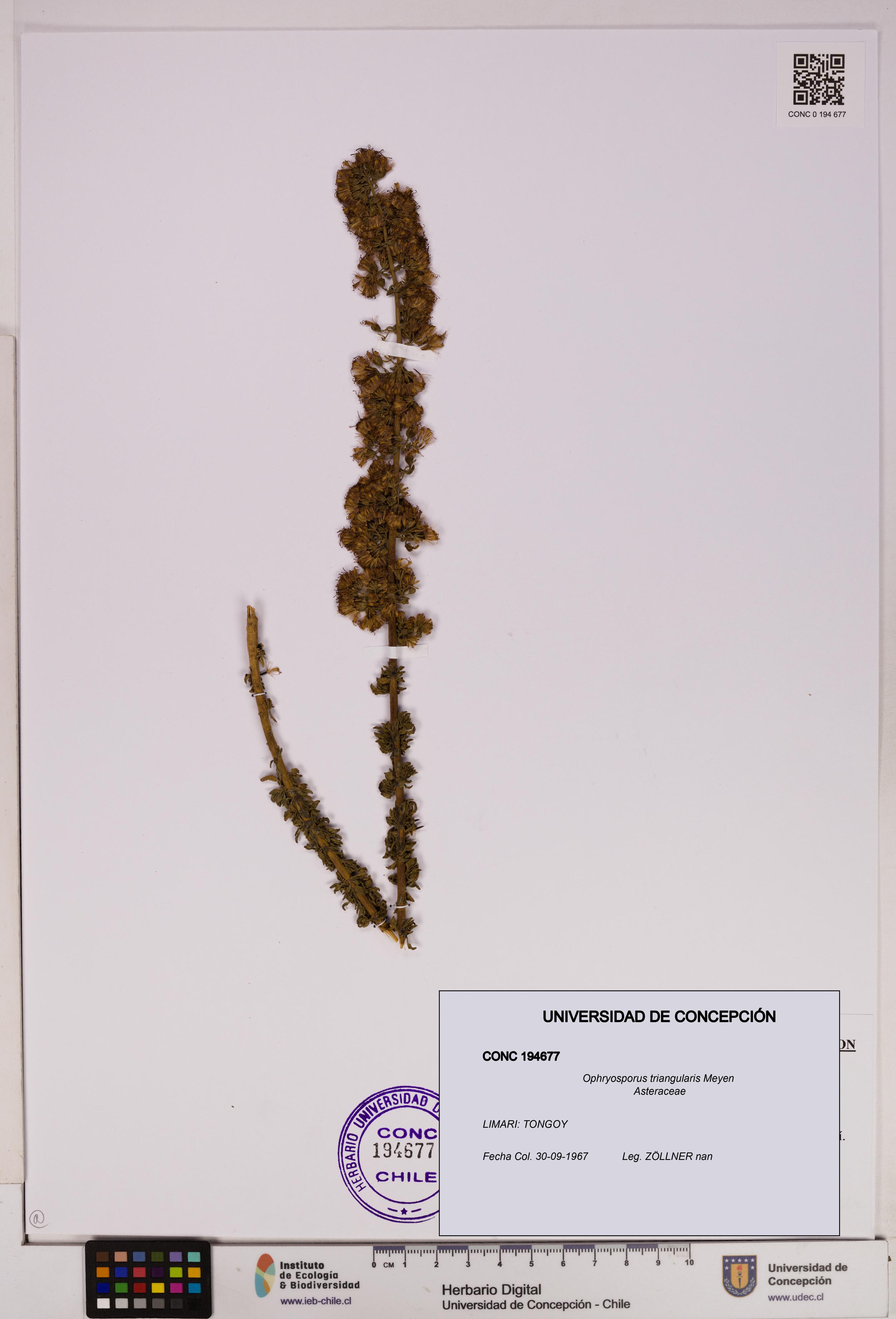 Ophryosporus triangularis [Espécimen: UDEC:CONC:0194677]