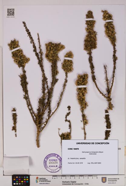 Ophryosporus triangularis [Espécimen: UDEC:CONC:0194678]