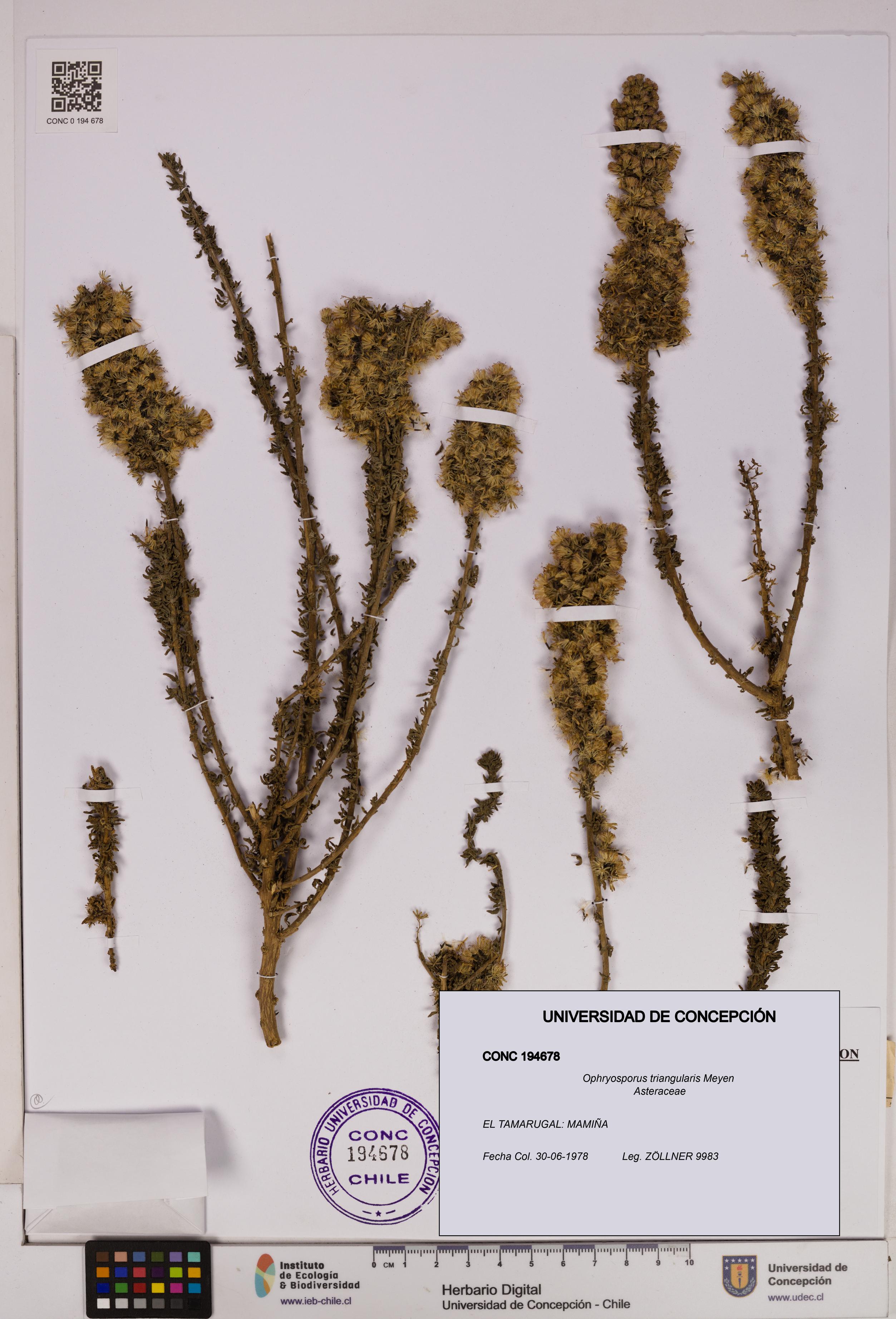 Ophryosporus triangularis [Espécimen: UDEC:CONC:0194678]