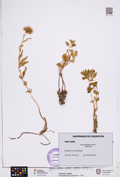 Stevia philippiana [Espécimen: ]