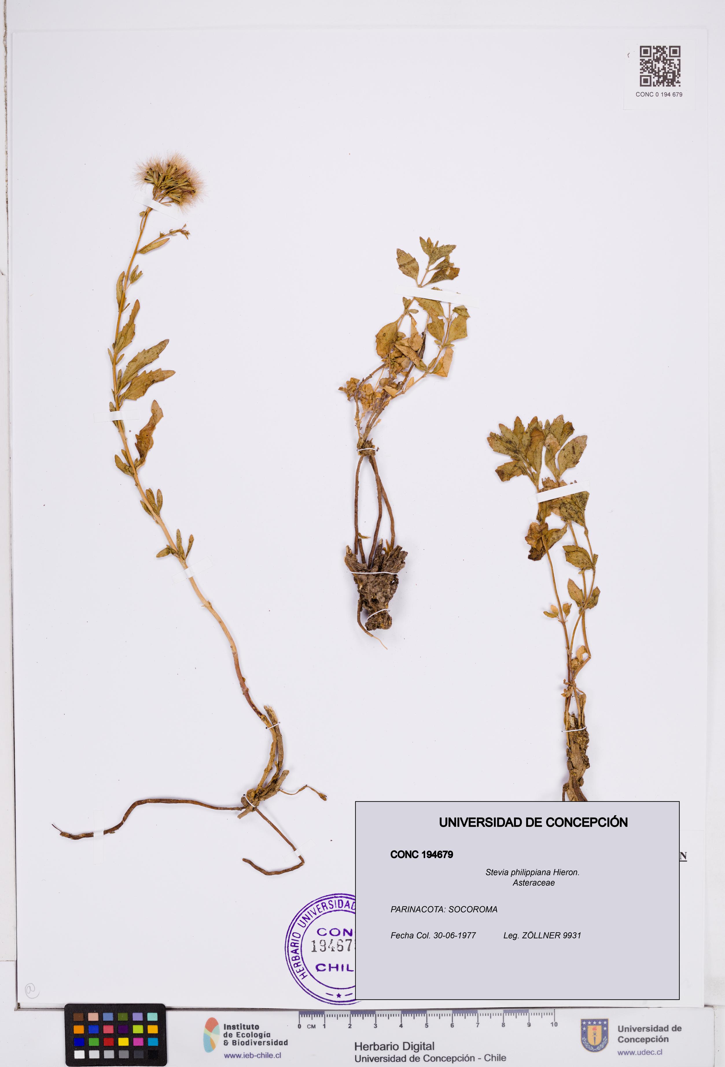 Stevia philippiana [Espécimen: ]