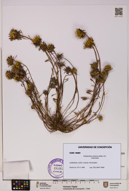 Chaetanthera chilensis [Espécimen: UDEC:CONC:0194681]