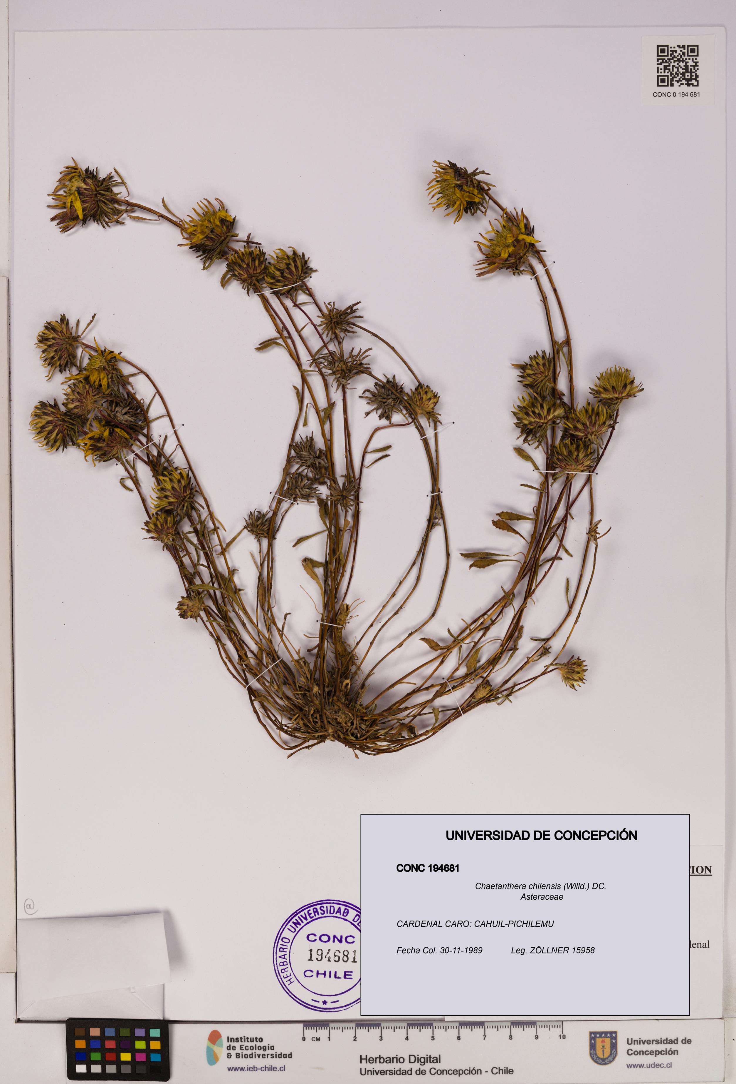 Chaetanthera chilensis [Espécimen: UDEC:CONC:0194681]