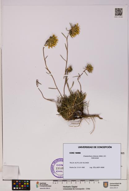 Chaetanthera chilensis [Espécimen: UDEC:CONC:0194682]