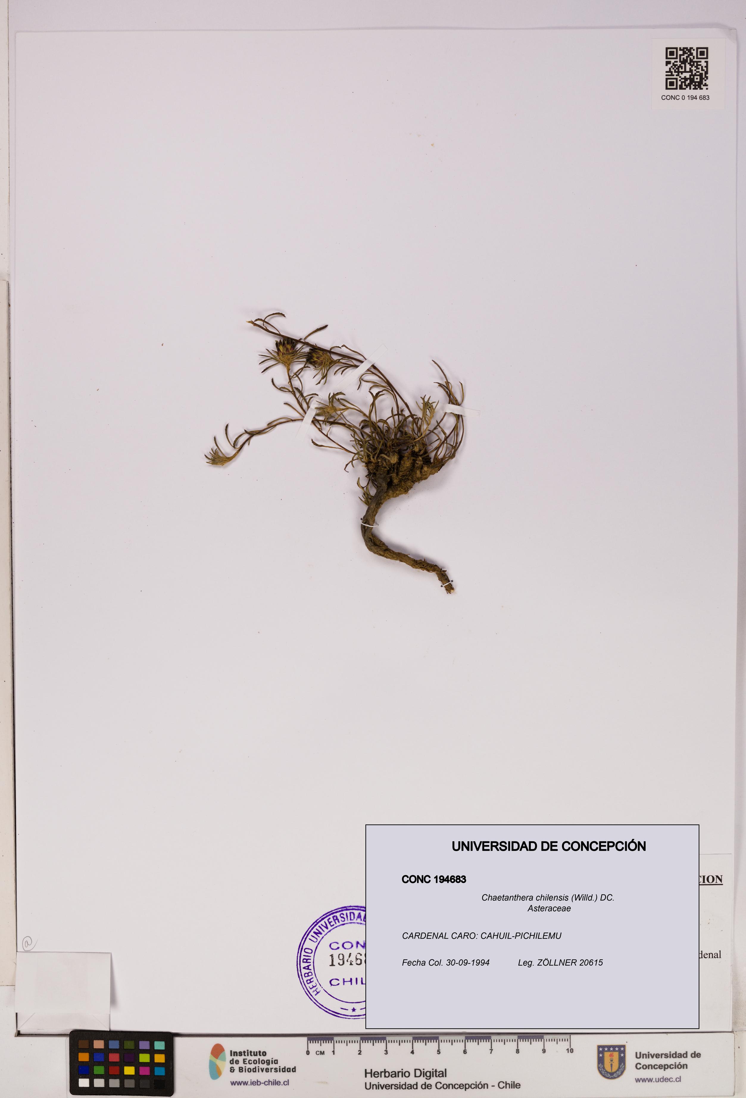 Chaetanthera chilensis [Espécimen: UDEC:CONC:0194683]