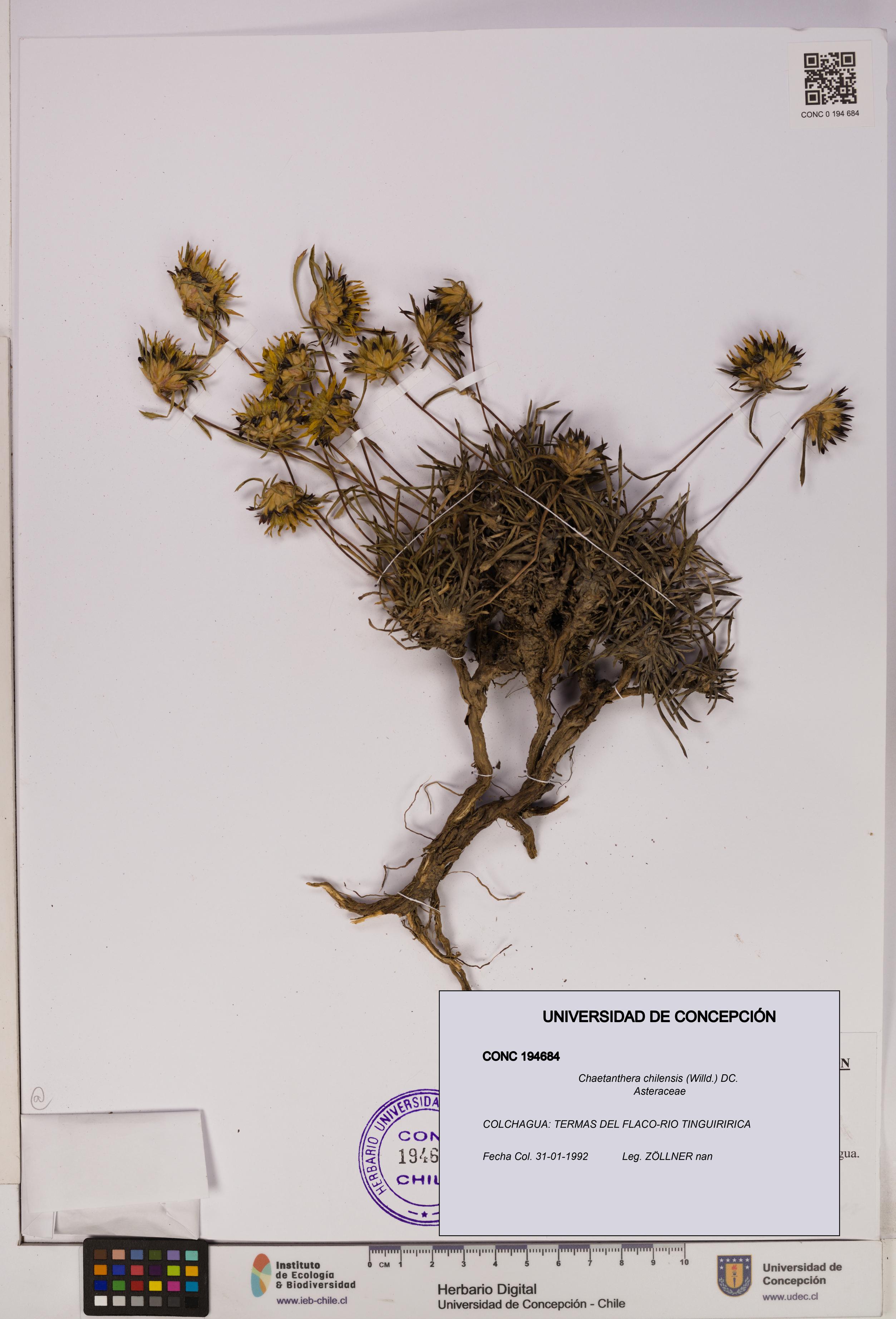 Chaetanthera chilensis [Espécimen: UDEC:CONC:0194684]