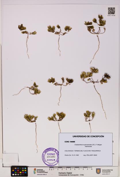 Chaetanthera euphrasioides [Espécimen: UDEC:CONC:0194685]