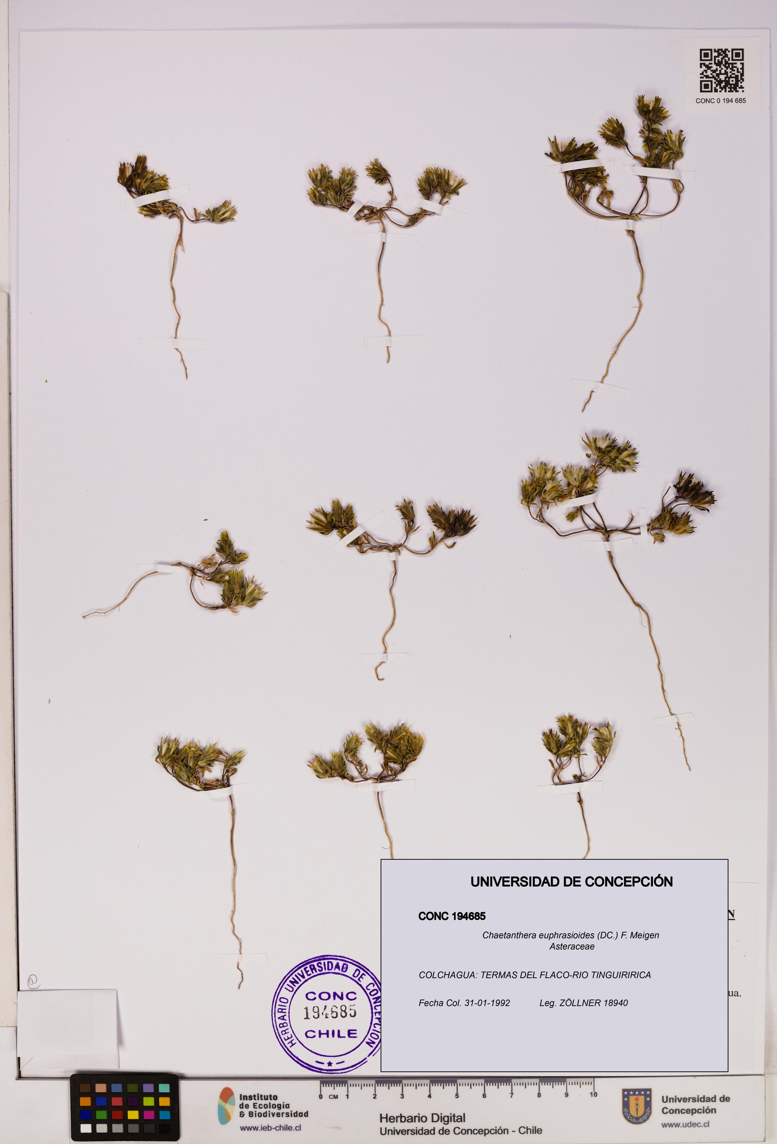 Chaetanthera euphrasioides [Espécimen: UDEC:CONC:0194685]