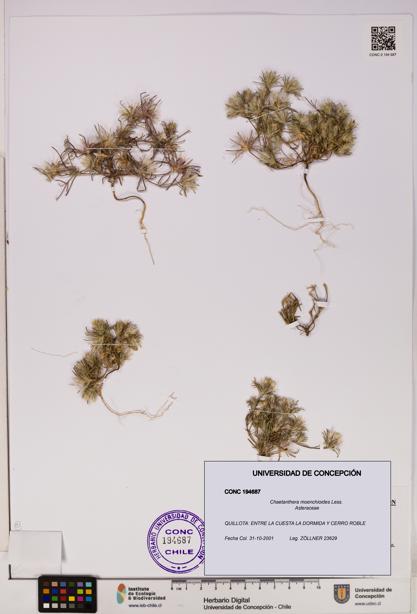 Chaetanthera moenchioides [Espécimen: UDEC:CONC:0194687]