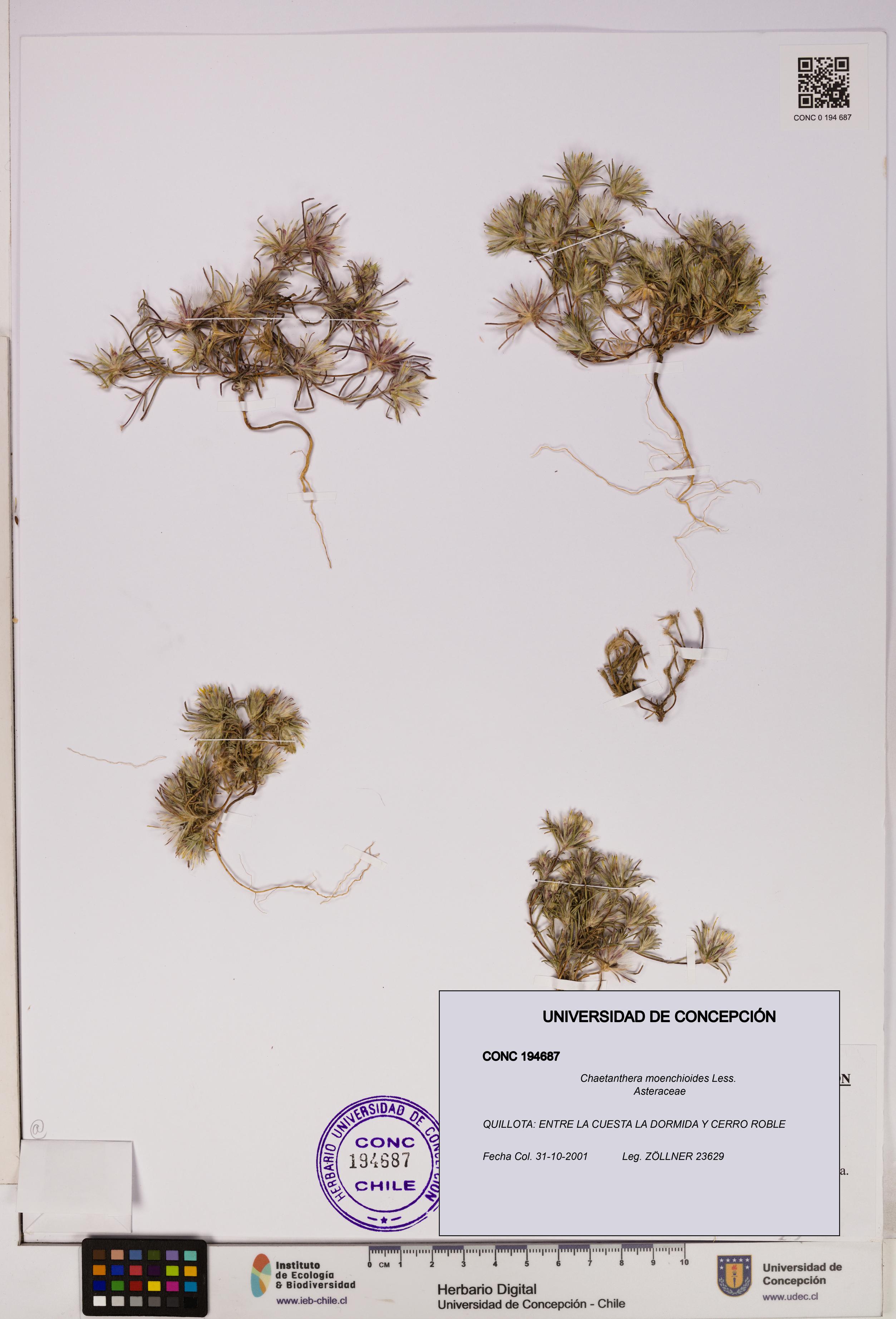 Chaetanthera moenchioides [Espécimen: UDEC:CONC:0194687]