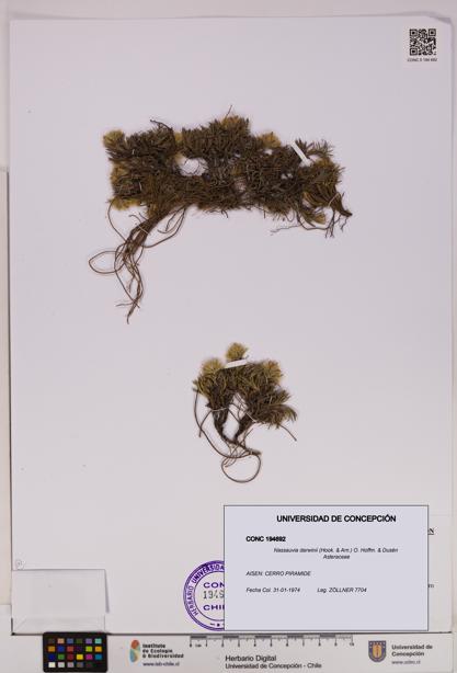 Nassauvia darwinii [Espécimen: UDEC:CONC:0194692]
