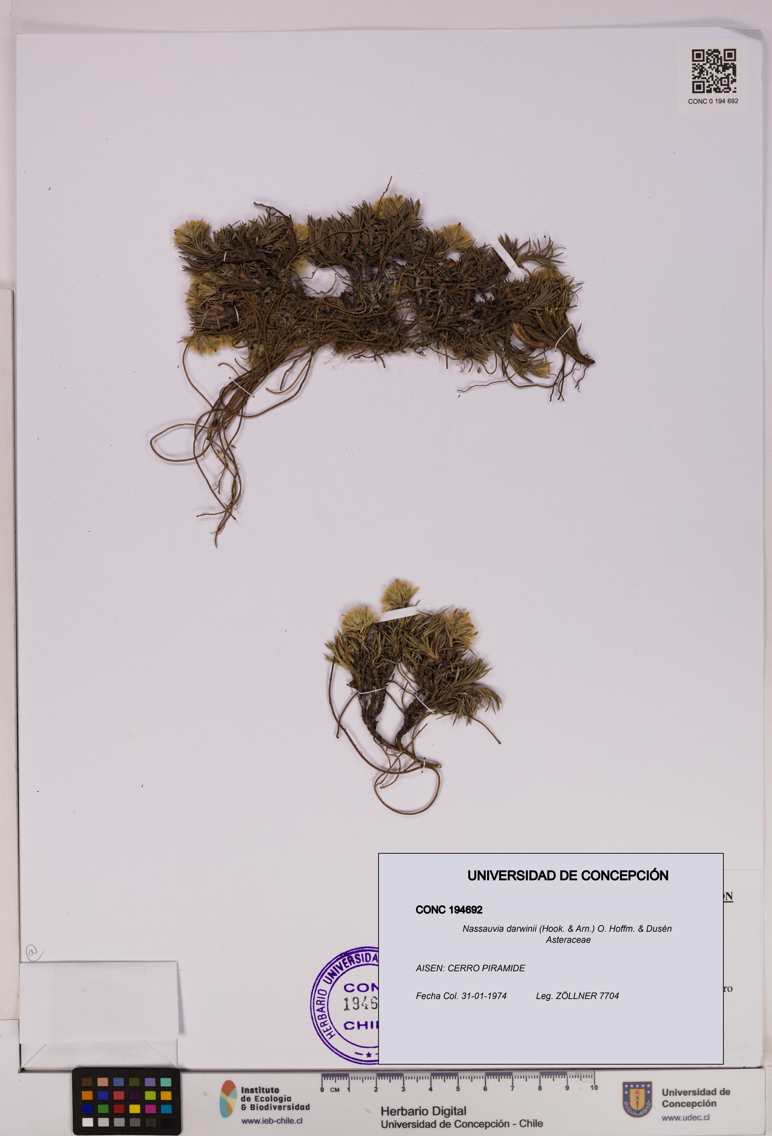 Nassauvia darwinii [Espécimen: UDEC:CONC:0194692]