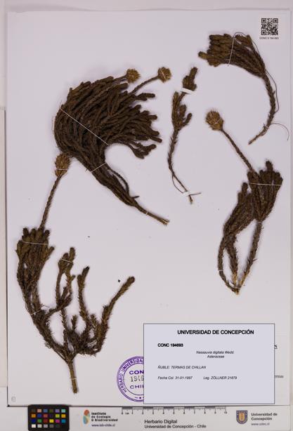 Nassauvia digitata [Espécimen: UDEC:CONC:0194693]