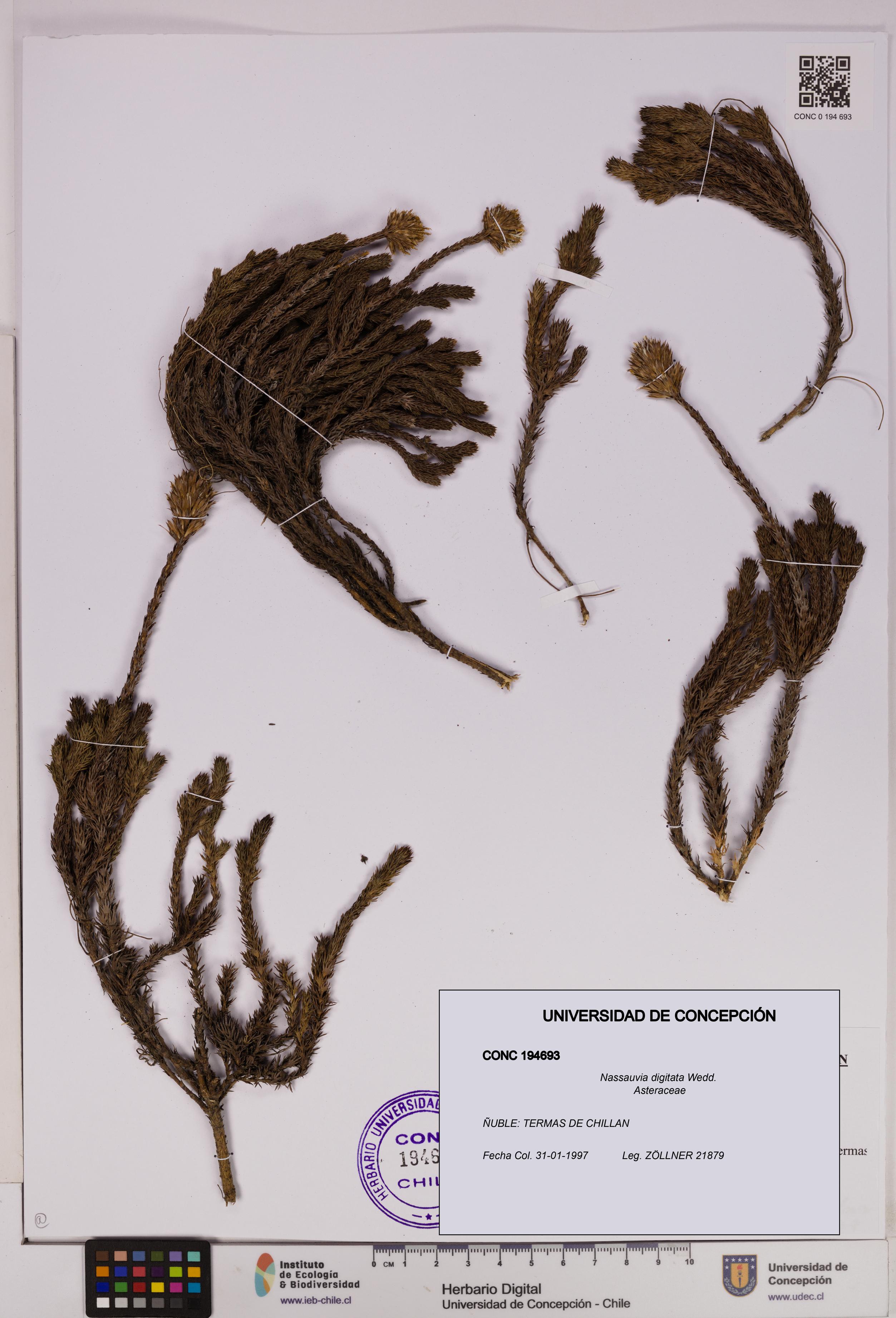 Nassauvia digitata [Espécimen: UDEC:CONC:0194693]