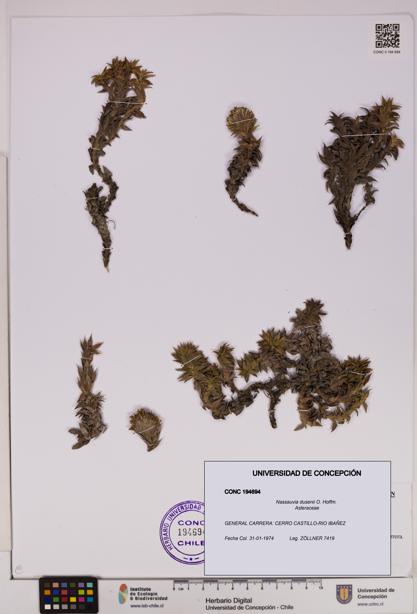 Nassauvia dusenii [Espécimen: UDEC:CONC:0194694]