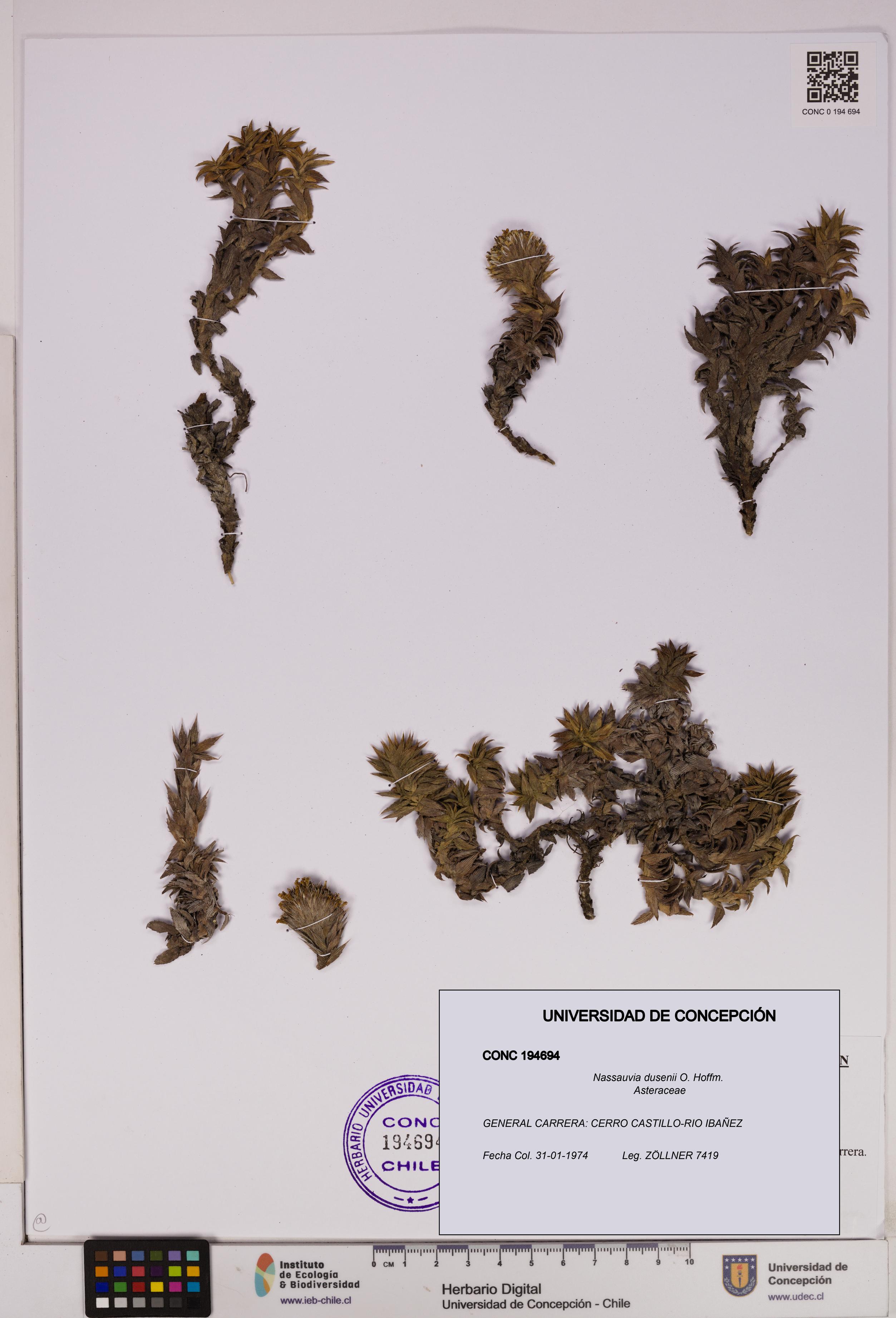 Nassauvia dusenii [Espécimen: UDEC:CONC:0194694]