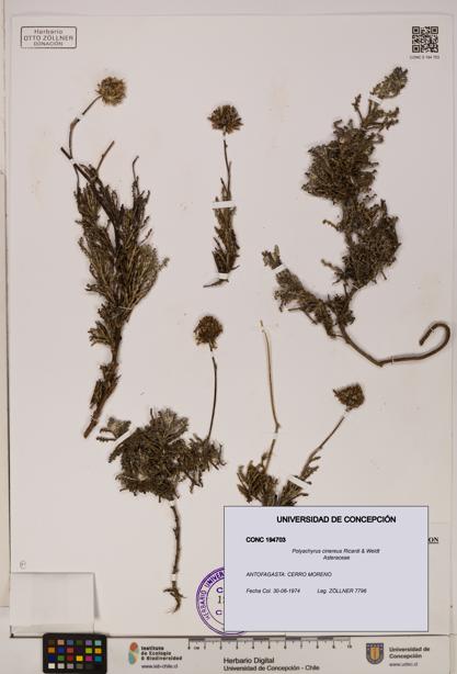 Polyachyrus cinereus [Espécimen: ]