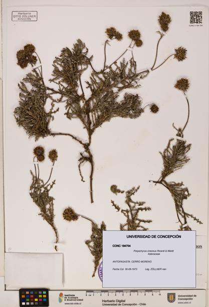 Polyachyrus cinereus [Espécimen: ]